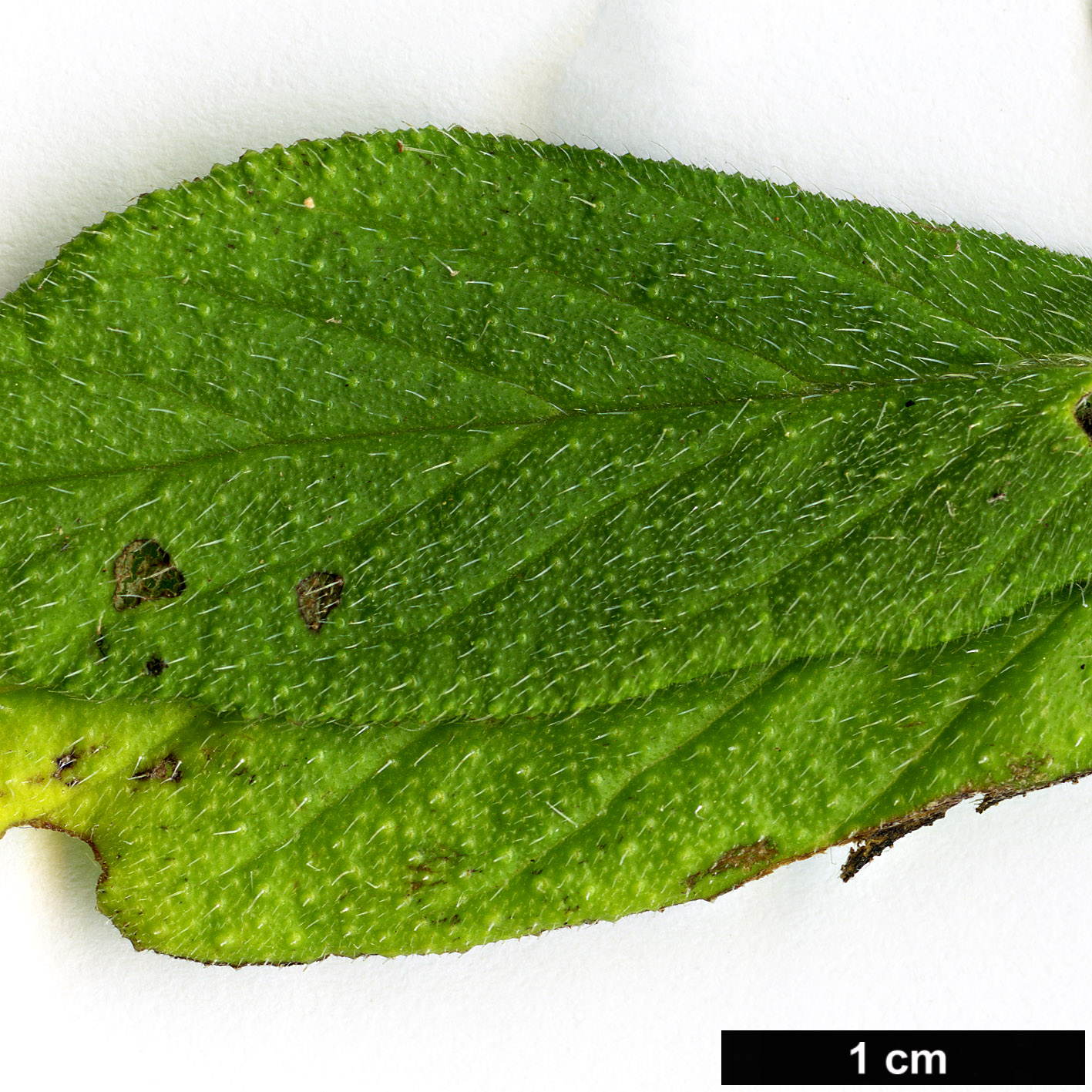 High resolution image: Family: Boraginaceae - Genus: Echium - Taxon: strictum - SpeciesSub: subsp. exasperatum